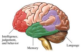 brain